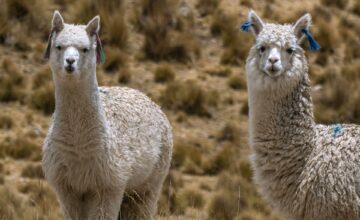 Alpacas_01