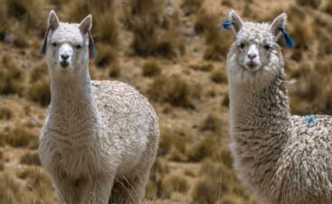 Alpacas_01