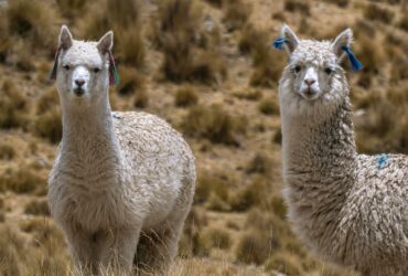 Alpacas_01