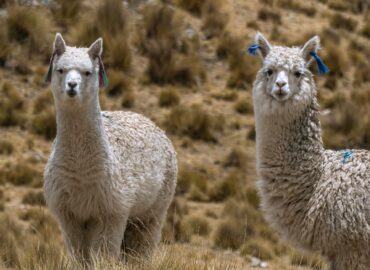 Alpacas_01
