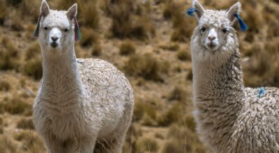 Alpacas_01