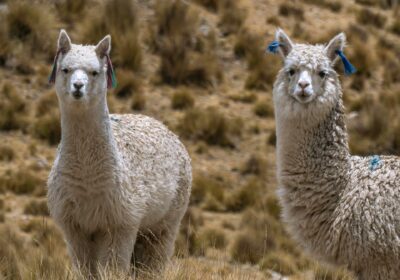 Alpacas_01