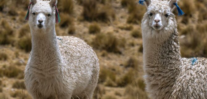 Alpacas_01