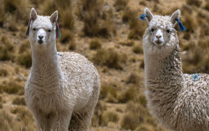 Alpacas_01