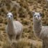 Alpacas_01